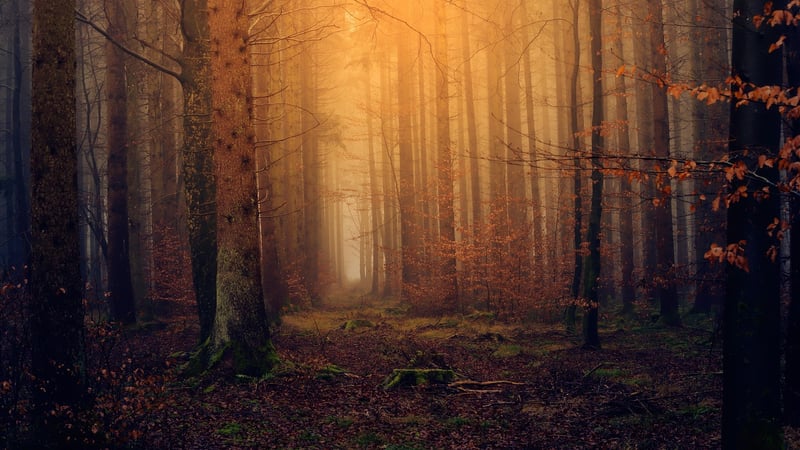 Dreamlike Worlds
